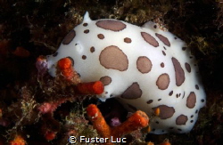 The doris dalmatian can not be confused with any other sp... by Fuster Luc 